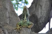 As famosas iguanas da Plaza Bolívar, em Guayaquil - Equador